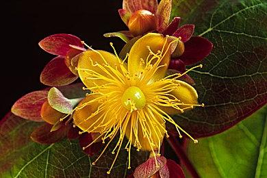 《无垠之心》开发商已从PQube手中拿回游戏发行权